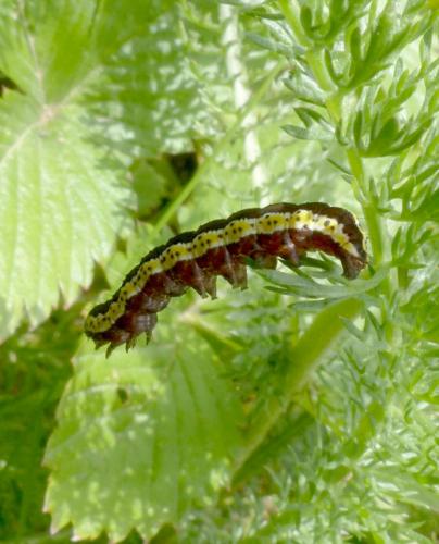 Réf. 179 739 : Cucullia lucifuga